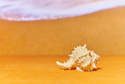 Close-up of orange on table