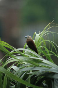 Close-up of bird perching on plant