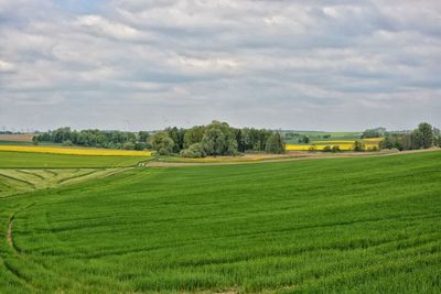 Scenic view of agricultural field against sky