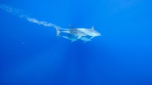 View of fishes swimming in sea