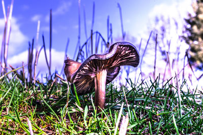 Close-up of butterfly on grass