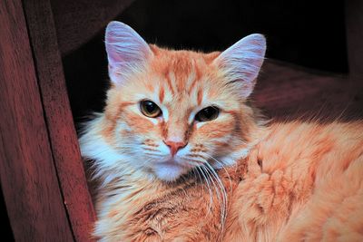 Close-up portrait of cat