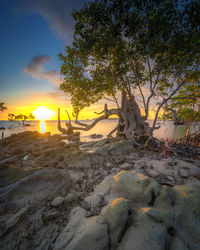 Trees on beach against sky during sunset