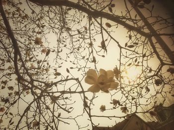 Low angle view of silhouette tree against sky
