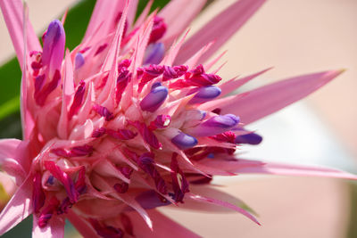 Close-up of pink flower of aechmea fasciata
