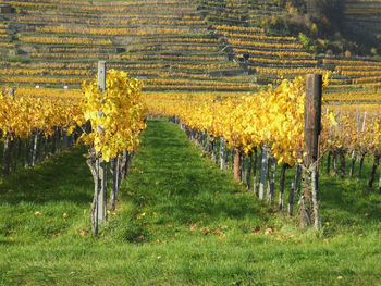 Scenic view of vineyard