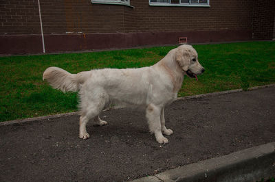 Dog on grass