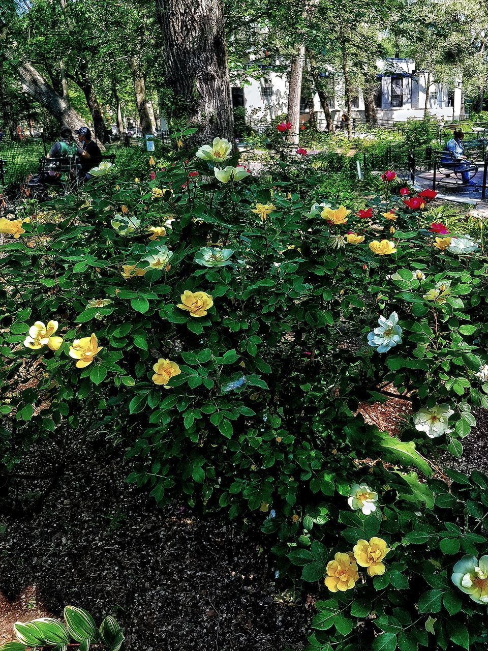 PLANTS AND TREES IN PARK