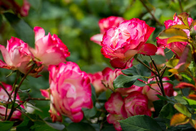 Close-up of pink roses