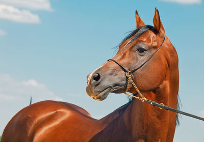 Close-up of horse against sky