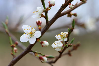 Close-up of cherry blossoms in spring