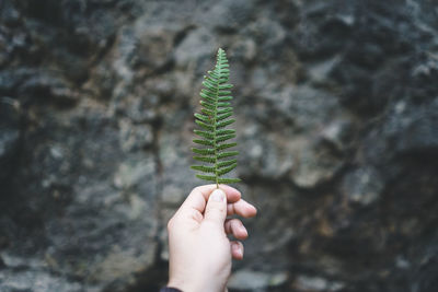 Close-up of hand holding plant