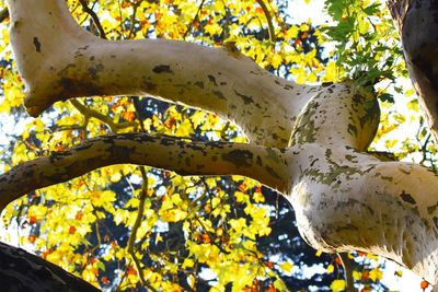 Low angle view of yellow tree