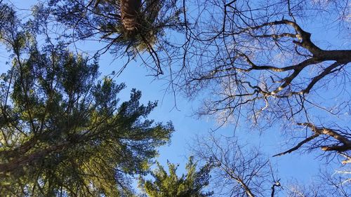 Low angle view of trees against sky