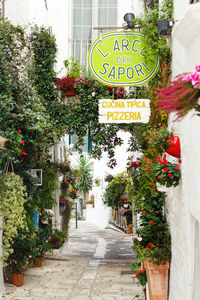 View of potted plants on footpath