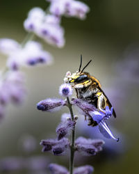 Close-up of bee pollinating on flower