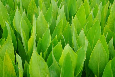 Full frame shot of green leaf