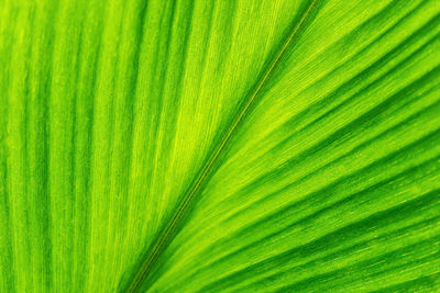 Full frame shot of palm leaves