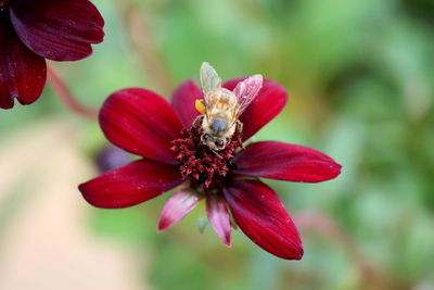 Close-up of red flowering plant