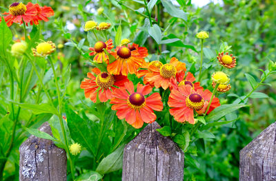 Close-up of orange flowers