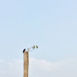 Low angle view of bird flying against sky