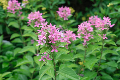 Close-up of pink flowering plants