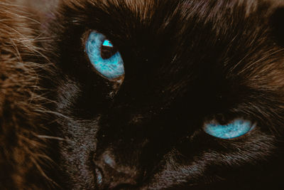 Close-up portrait of a cat