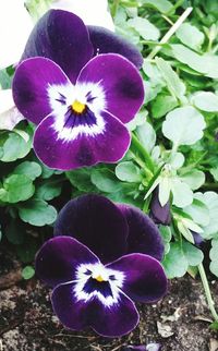 Close-up of purple flowers