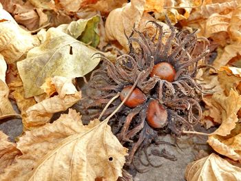 Full frame shot of leaves