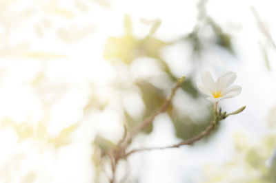 Close-up of white flowering plant