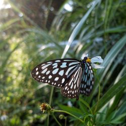 Close-up of butterfly pollinating flower