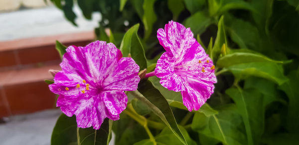 Close-up of purple flowering plant