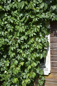 Ivy growing on plant