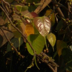 Close-up of plant