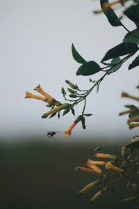 Close-up of flowering plant against sky