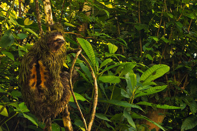 Male sloth on a tree branch in a national park of costa rica