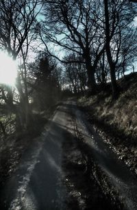 Road amidst trees in forest