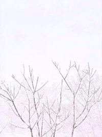 Low angle view of bare tree against clear sky