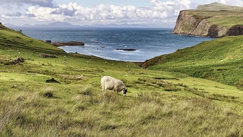 Sheep grazing on hill by sea against sky