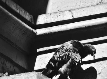 Close-up of eagle perching on wall