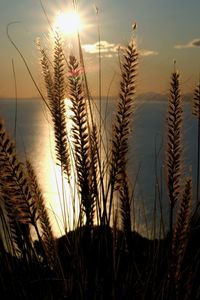 Close-up of stalks in field against sunset sky