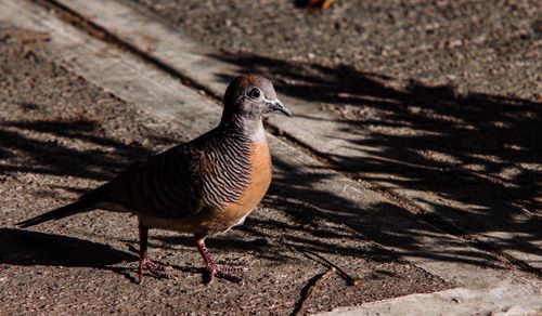 Close-up of a bird