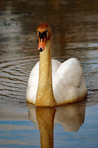 Close-up of swan swimming on lake
