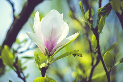 Close-up of pink flowers