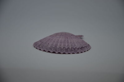 Close-up of shell on white background