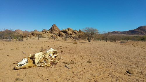 Panoramic shot of dead tree on field against clear sky