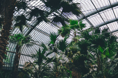 Low angle view of plants in greenhouse