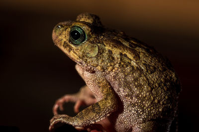 Close-up of a frog 