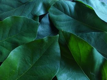 Full frame shot of leaves