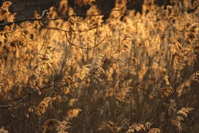 Close-up of reedplants on field near lakeside on sunset with backlit